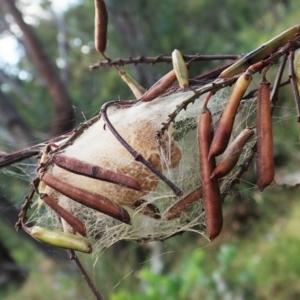 Orgyia anartoides at Molonglo Valley, ACT - 15 Jan 2022