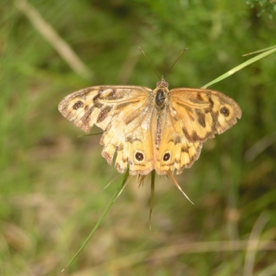 Heteronympha merope (Common Brown Butterfly) at Kambah, ACT - 23 Jan 2022 by MatthewFrawley