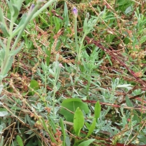 Epilobium billardiereanum at Hawker, ACT - 23 Jan 2022 10:22 AM