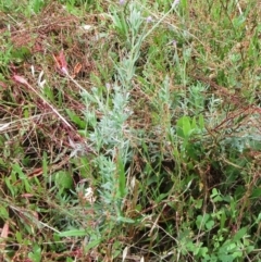 Epilobium billardiereanum at Hawker, ACT - 23 Jan 2022 10:22 AM