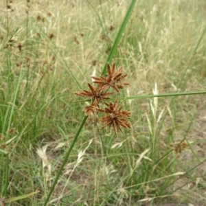 Cyperus lhotskyanus at Molonglo Valley, ACT - 23 Jan 2022