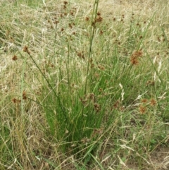 Cyperus lhotskyanus at Molonglo Valley, ACT - 23 Jan 2022