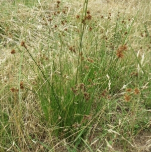 Cyperus lhotskyanus at Molonglo Valley, ACT - 23 Jan 2022