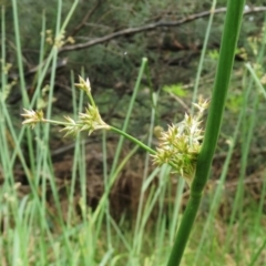 Juncus (genus) (A Rush) at Molonglo Valley, ACT - 23 Jan 2022 by sangio7
