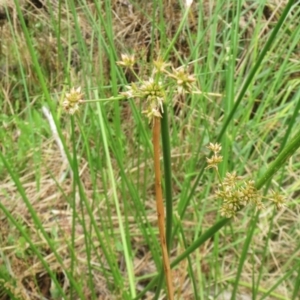 Juncus sp. at Molonglo Valley, ACT - 23 Jan 2022