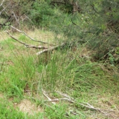 Juncus sp. at Molonglo Valley, ACT - 23 Jan 2022