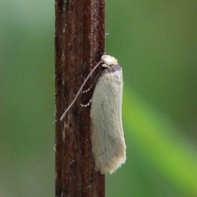 Edosa idiochroa at Blue Gum Point to Attunga Bay - 22 Jan 2022 by ConBoekel