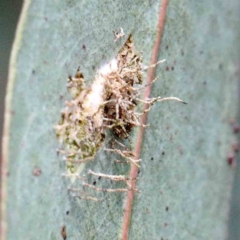 zz - insect fungus at Yarralumla, ACT - 23 Jan 2022 by ConBoekel