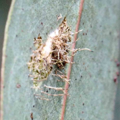 zz - insect fungus at Yarralumla, ACT - 23 Jan 2022 by ConBoekel