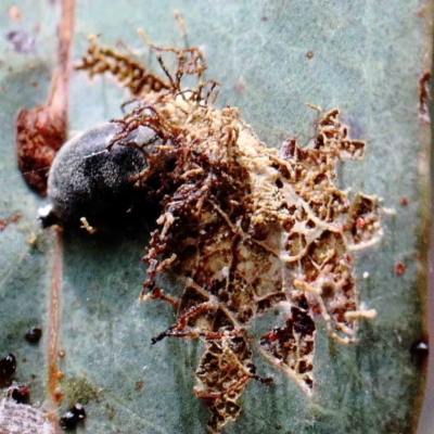 zz - insect fungus at Blue Gum Point to Attunga Bay - 22 Jan 2022 by ConBoekel