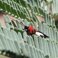 Trilaccus mimeticus (Braconid-mimic plant bug) at Aranda Bushland - 23 Jan 2022 by CathB