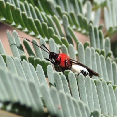 Trilaccus mimeticus (Braconid-mimic plant bug) at Molonglo Valley, ACT - 22 Jan 2022 by CathB