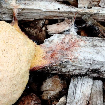 Fuligo septica (Scrambled egg slime) at Blue Gum Point to Attunga Bay - 22 Jan 2022 by ConBoekel