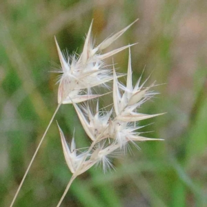 Rytidosperma sp. at Yarralumla, ACT - 23 Jan 2022 09:42 AM