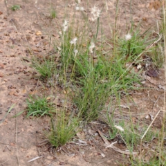 Rytidosperma sp. at Yarralumla, ACT - 23 Jan 2022 09:42 AM