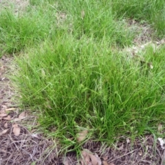 Carex inversa (Knob Sedge) at Molonglo Valley, ACT - 22 Jan 2022 by sangio7