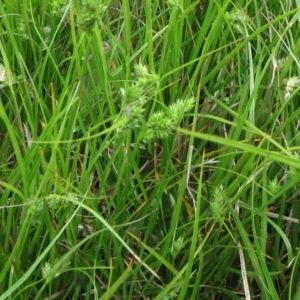 Carex inversa at Molonglo Valley, ACT - 23 Jan 2022 10:46 AM