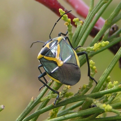 Commius elegans (Cherry Ballart Shield Bug) at Kambah, ACT - 23 Jan 2022 by MatthewFrawley