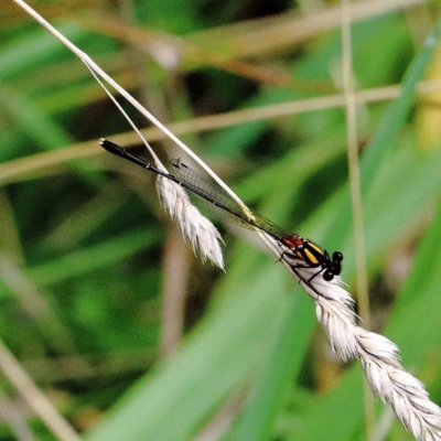 Nososticta solida (Orange Threadtail) at Yarralumla, ACT - 23 Jan 2022 by ConBoekel