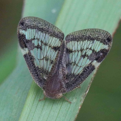 Scolypopa australis (Passionvine hopper, Fluffy bum) at Blue Gum Point to Attunga Bay - 22 Jan 2022 by ConBoekel