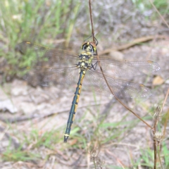 Hemicordulia tau (Tau Emerald) at Kambah, ACT - 23 Jan 2022 by MatthewFrawley