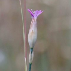 Petrorhagia nanteuilii (Proliferous Pink, Childling Pink) at Yarralumla, ACT - 23 Jan 2022 by ConBoekel