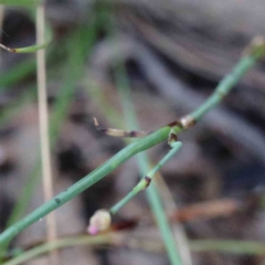 Petrorhagia nanteuilii at Yarralumla, ACT - 23 Jan 2022 09:39 AM