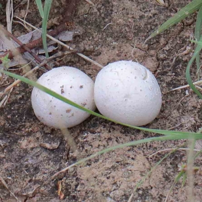 zz puffball at Blue Gum Point to Attunga Bay - 22 Jan 2022 by ConBoekel