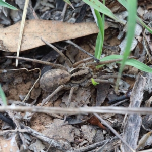 Venatrix pictiventris at Yarralumla, ACT - 23 Jan 2022