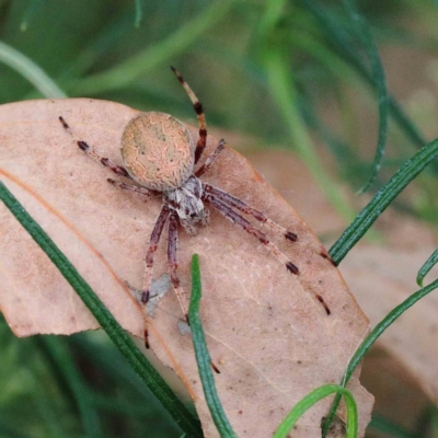 Salsa fuliginata (Sooty Orb-weaver) at Yarralumla, ACT - 23 Jan 2022 by ConBoekel