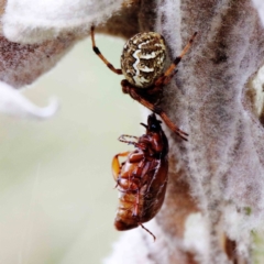 Araneus hamiltoni (Hamilton's Orb Weaver) at Yarralumla, ACT - 22 Jan 2022 by ConBoekel