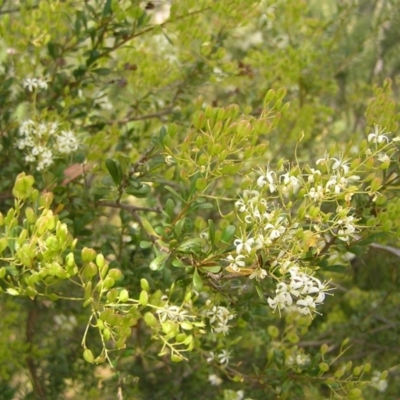 Bursaria spinosa (Native Blackthorn, Sweet Bursaria) at Kambah, ACT - 23 Jan 2022 by MatthewFrawley