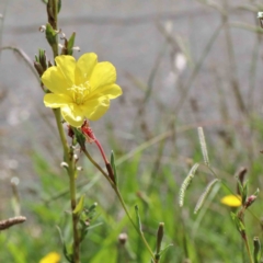 Oenothera stricta subsp. stricta (Common Evening Primrose) at Yarralumla, ACT - 22 Jan 2022 by ConBoekel