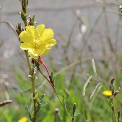 Oenothera stricta subsp. stricta (Common Evening Primrose) at Yarralumla, ACT - 23 Jan 2022 by ConBoekel