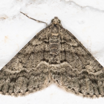 Lipogya eutheta (Grey Bark Moth) at Melba, ACT - 5 Nov 2021 by kasiaaus