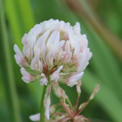 Trifolium repens (White Clover) at Yarralumla, ACT - 23 Jan 2022 by ConBoekel