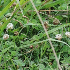 Trifolium repens at Yarralumla, ACT - 23 Jan 2022 09:51 AM