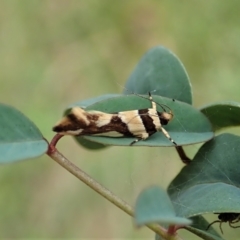 Macrobathra desmotoma ( A Cosmet moth) at Molonglo Valley, ACT - 17 Jan 2022 by CathB