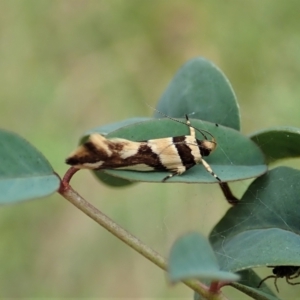 Macrobathra desmotoma at Molonglo Valley, ACT - 17 Jan 2022 09:46 AM