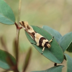 Macrobathra desmotoma at Molonglo Valley, ACT - 17 Jan 2022 09:46 AM