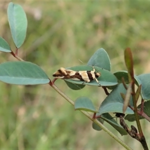 Macrobathra desmotoma at Molonglo Valley, ACT - 17 Jan 2022 09:46 AM