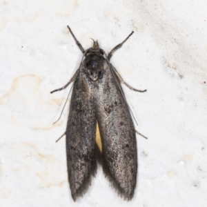 Artiastis heliacma at Melba, ACT - 6 Nov 2021 12:53 AM