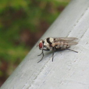 Anthomyia vicarians at Coree, ACT - 27 Dec 2021