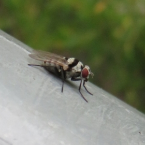 Anthomyia vicarians at Coree, ACT - 27 Dec 2021