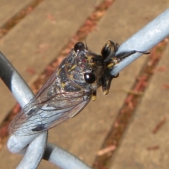 Galanga labeculata (Double-spotted cicada) at Coree, ACT - 27 Dec 2021 by Christine