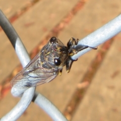 Galanga labeculata at Coree, ACT - 27 Dec 2021