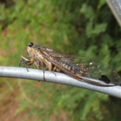 Galanga labeculata at Coree, ACT - 27 Dec 2021