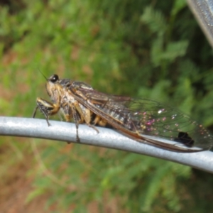 Galanga labeculata at Coree, ACT - 27 Dec 2021