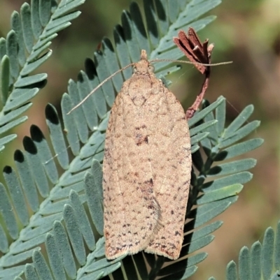 Meritastis laganodes (A Tortrix moth) at Molonglo Valley, ACT - 22 Jan 2022 by CathB