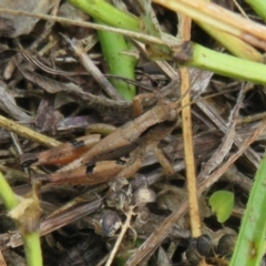 Phaulacridium vittatum (Wingless Grasshopper) at Coree, ACT - 27 Dec 2021 by Christine